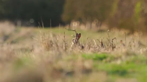 Young rabbit grazing in a field 스톡 동영상 304756165