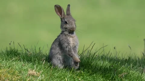Young Rabbit grooming itself Stock-Footage 264881594