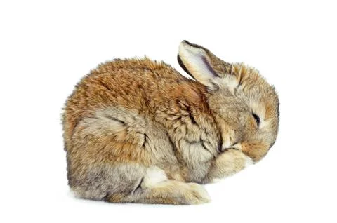 Young rabbit home Stock Photos