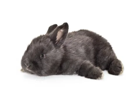 Young rabbit home Stock Photos