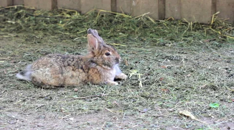Young rabbit is laying on grass Stock Footage 48953982
