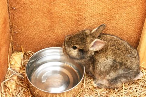 Young rabbit Foto stock