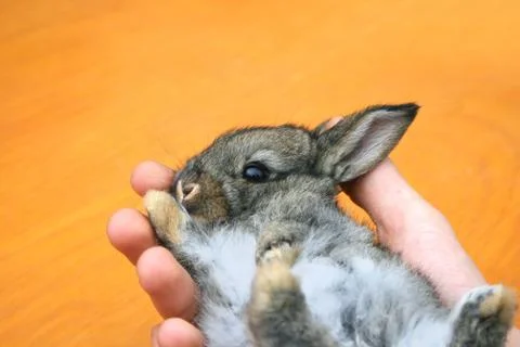 Young rabbit Stock Photos