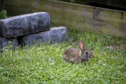 Young rabbit resting in green grass near a fence and stone garden border. Stock Photos