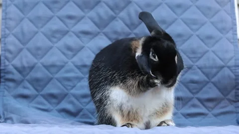 Young rabbit sits in chair and cleans both ears and face 22s Stock Footage 320245435