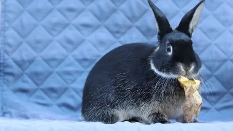 Young rabbit sits in chair eating crispy yellow fall leaf 12s Stock Footage 320245452