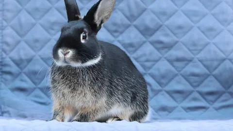 Young rabbit sits in chair facing camera looks around twitches nose 15s Stock Footage 320245454