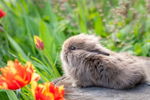 A young rabbit sitting on a tree stump Stock Photos