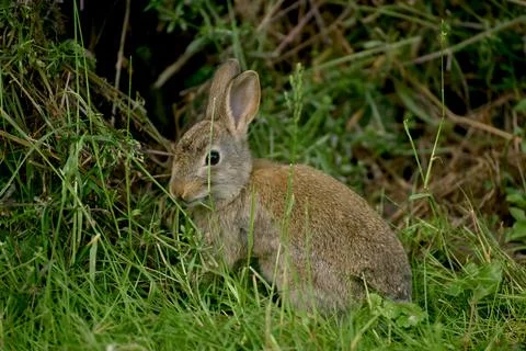 Young rabbit standing in a field Foto stock