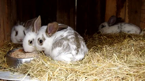 Young rabbits  in the cage Stock Footage 49208555