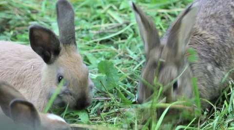 Young rabbits eating grass Stock Footage 48953887