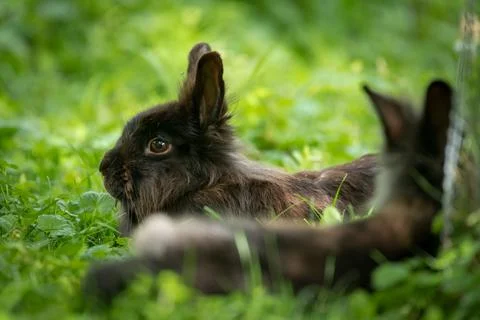 Young rabbits lying in the grass in spring Stock Photos