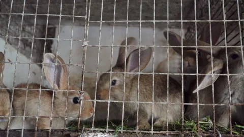 Young rabbits in an old cage Video stock 308506073