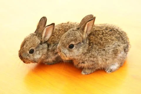 Young rabbits Stock Photos