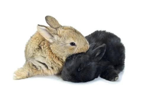 Young rabbits Stock Photos