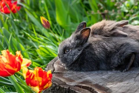 Young rabbits sitting on a tree stump Stock Photos