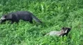 Young Raccoon Dog exploring the grassland HD Footage