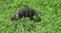 Young Raccoon Dog searching food in grassland HD Footage