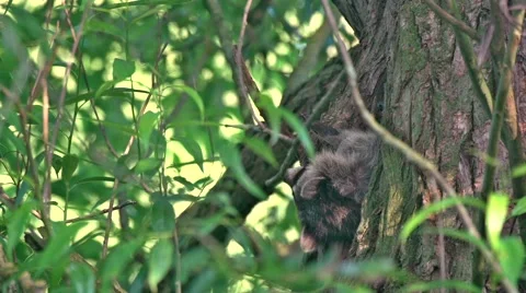 Young Raccoon in a tree Stock Footage 39966646