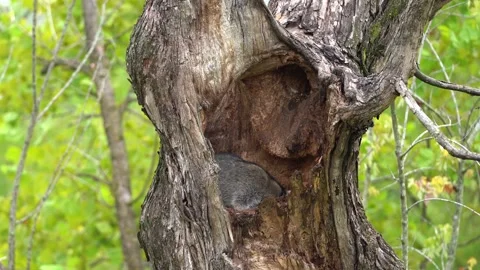 Young racoons in tree cavity 1 動画素材 221425374