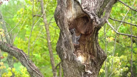 Young racoons in tree cavity 2 動画素材 221425255