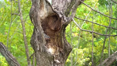 Young racoons in tree cavity 3 動画素材 221425291