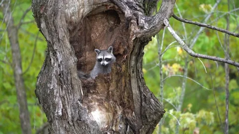 Young racoons in tree cavity 5 動画素材 221425356
