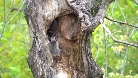 Young racoons in tree cavity 7 動画素材 221425406