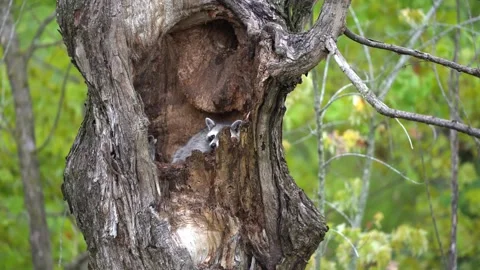 Young racoons in tree cavity 動画素材 226394595
