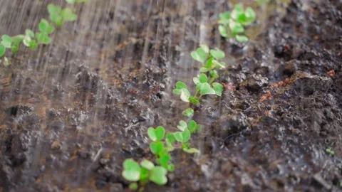 Young radish sprouts being watered close up Stock Footage 200776512