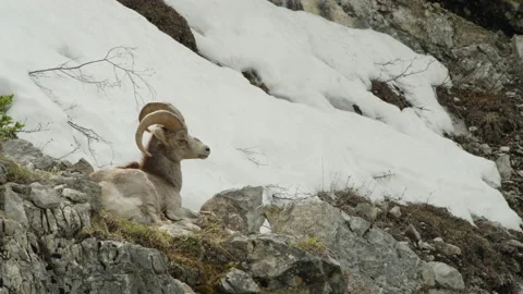 A young Ram Dall sheep laying near a snow patch Video stock 201752396