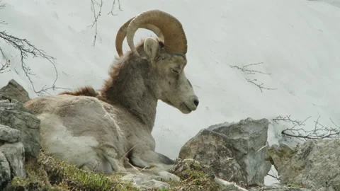 A young Ram Dall Sheep resting near a snow patch. Stock Footage 201752708