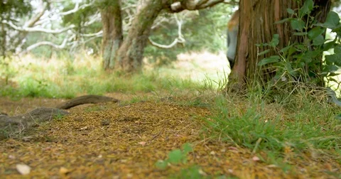 Young rambler / walker / hiker walks through the woods Stock Footage 80489488