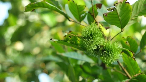 Young rambutan on the tree Stock Footage 89972910