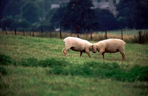 Young rams confronting each other Stock Photos