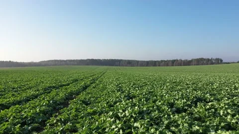 Young rape crop on chalky soil under a blue sky in the fall Stock Footage 119918260