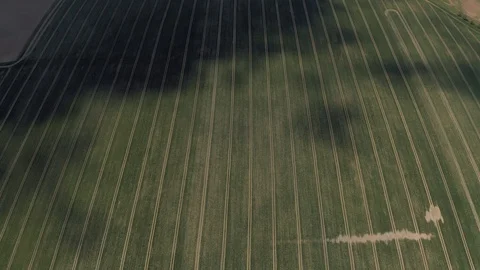 Young Rapeseed Fields Drone shot in Europe Latvia Stock Footage 120317571