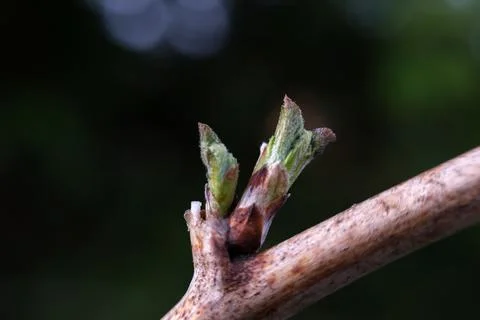Young raspberry buds close-up. Stock Photos