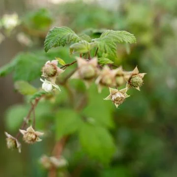 Young raspberry buds in the evening forest Stock Photos