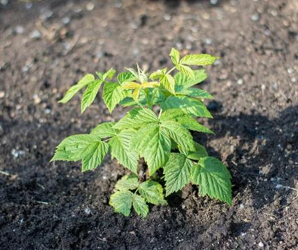 A young raspberry bush grows on the black fertile ground Stock Photos
