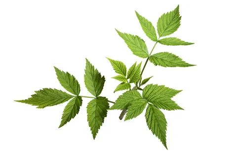 Young raspberry bush stem with compound serrated leaflets isolated Stock Photos