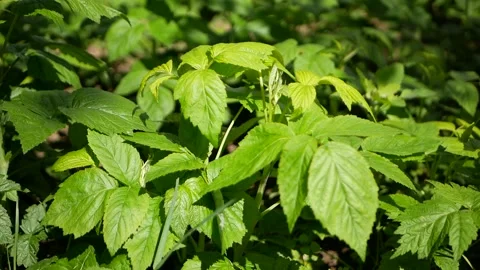 Young raspberry bushes in the sun. Livestock raspberries. Stock Footage 134934678