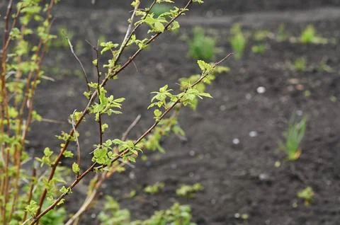 Young raspberry grows green leaves in spring garden. Fresh berry bush develops Stock Photos