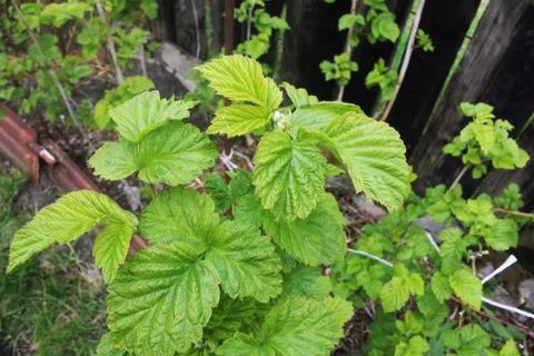 Young raspberry leaves close-up. bright green 写真素材