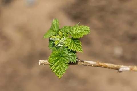 Young raspberry leaves in nature Foto stock