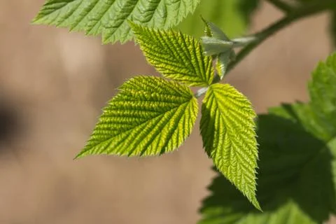 Young raspberry leaves in nature Stock Photos