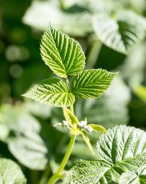 Young raspberry leaves in nature Foto stock