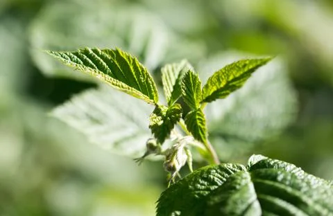 Young raspberry leaves in nature Stock Photos