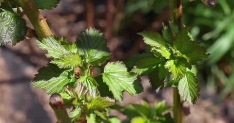 Young raspberry leaves unfurling in the spring garden Stock Footage 326067883