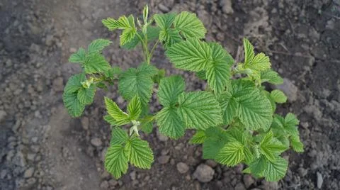 Young Raspberry Plant in Soil Stock Photos